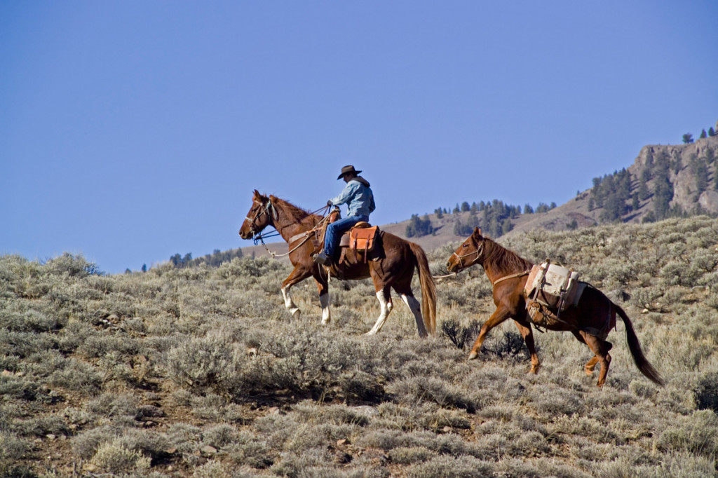 Man Riding Ranch Horses